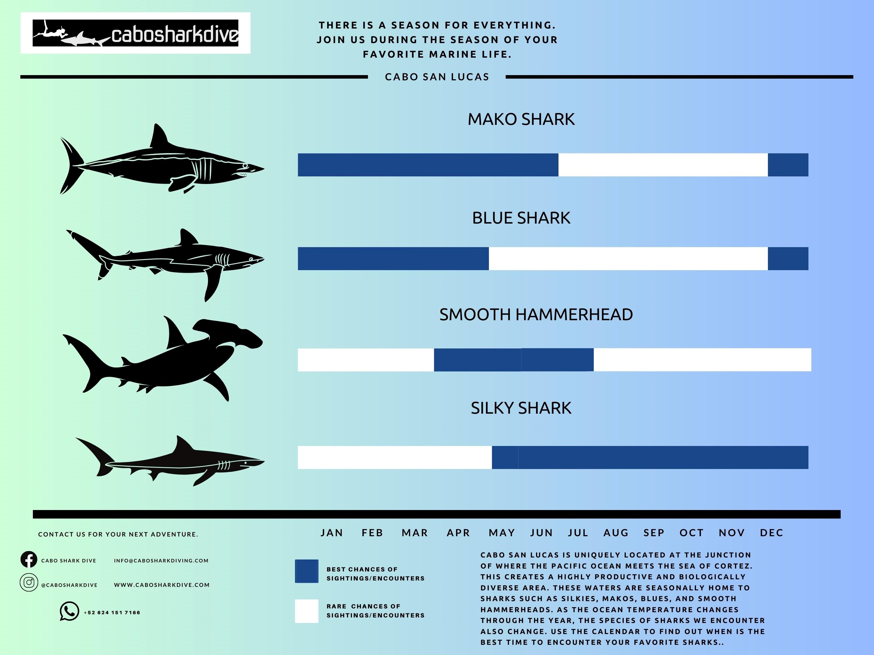 shark dive blog